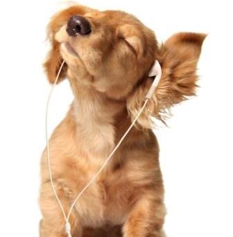 Musical puppy