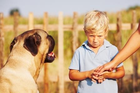 Animal Phobia in Children | Vision Psychology Brisbane Animal Phobia in Children | Vision Psychology Brisbane