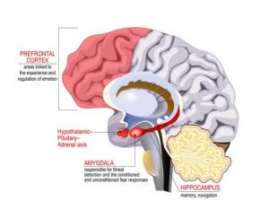 the impacts of trauma on the human brain MS